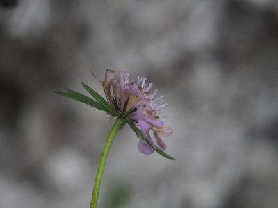 Scabiosa lucida, photographed by carnifex