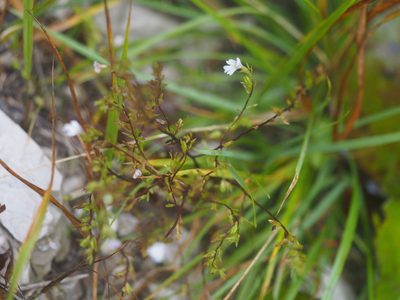 Euphrasia salisburgensis, photographed by carnifex