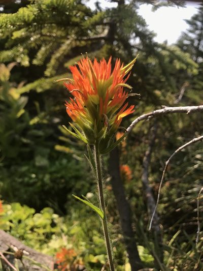 Castilleja suksdorfii, photographed by marek