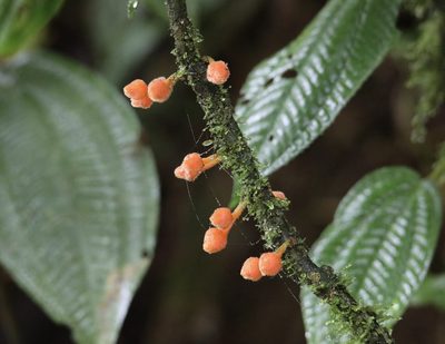 Besleria robusta, photographed by Aitor