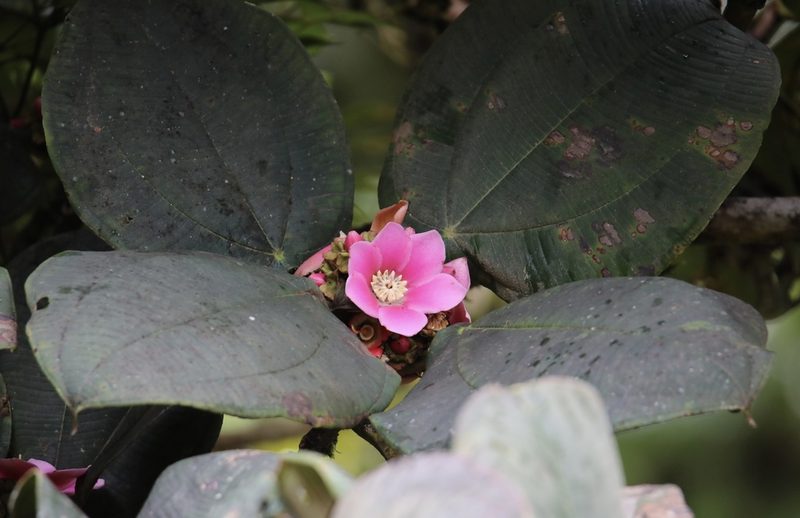 Blakea tuberculata, photographed by Aitor