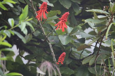 Erythrina americana, photographed by Aitor
