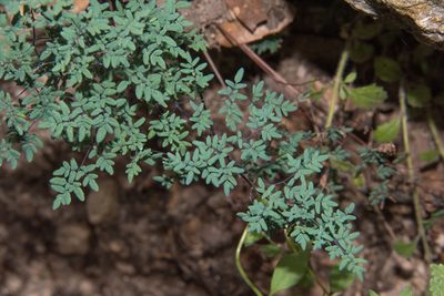Argyrochosma limitanea, photographed by Don Loarie