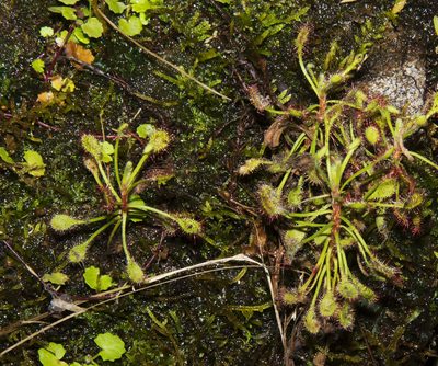 Drosera madagascariensis, photographed by Seig