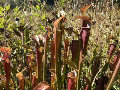Sarracenia jonesii, photographed by Reid Hardin