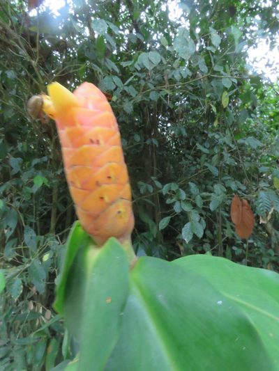 Costus scaber, photographed by Vincent A. Vos