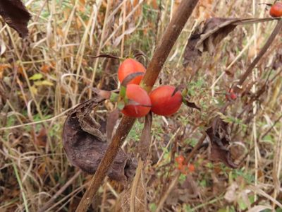 Triosteum aurantiacum, photographed by Jason Swanson