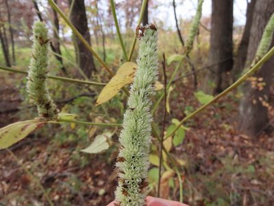 Agastache scrophulariifolia, photographed by Jason Swanson