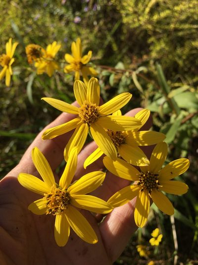 Helianthus schweinitzii, photographed by Becky Dill