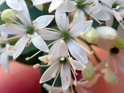 Leionema nudum, photographed by Peter de Lange