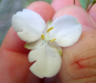 Libertia grandiflora, photographed by Peter de Lange