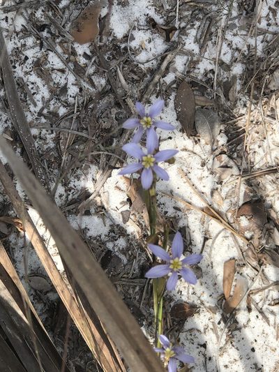 Sisyrinchium xerophyllum, photographed by novvictan