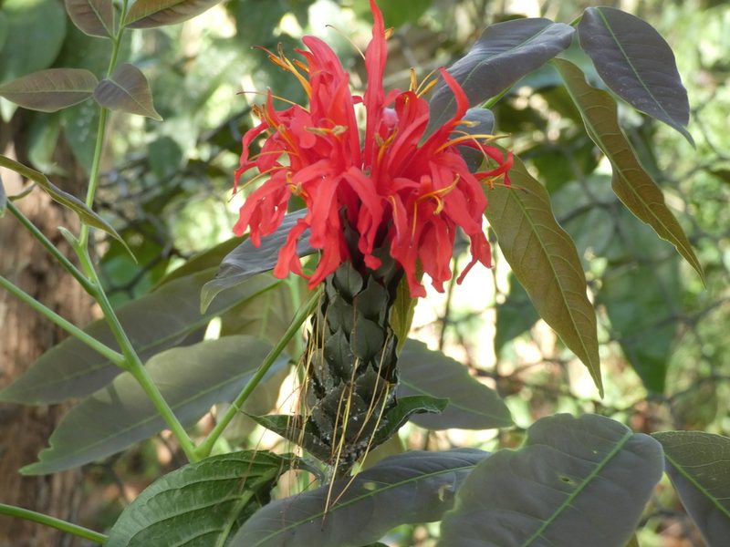 Pachystachys spicata, photographed by Helio Lourencini