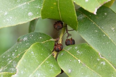 Agarista populifolia, photographed by Nash Turley