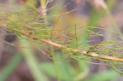 Eupatorium leptophyllum, photographed by Nash Turley