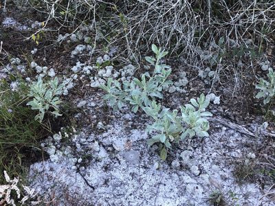 Lupinus cumulicola, photographed by novvictan