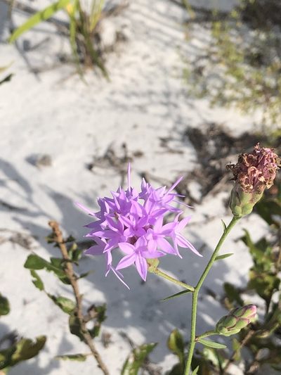 Liatris ohlingerae, photographed by novvictan