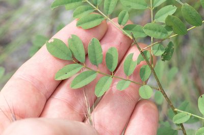 Indigofera caroliniana, photographed by Nash Turley