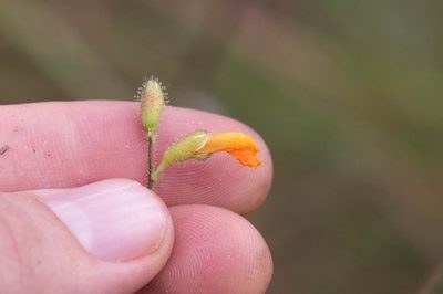 Chapmannia floridana, photographed by Nash Turley