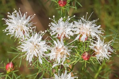 Dalea pinnata, photographed by Nash Turley