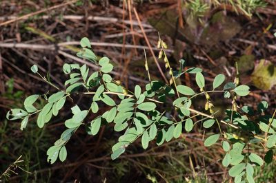 Indigofera caroliniana, photographed by Nash Turley