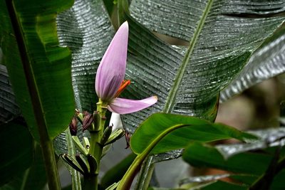 Musa ornata, photographed by Patrícia Hanate