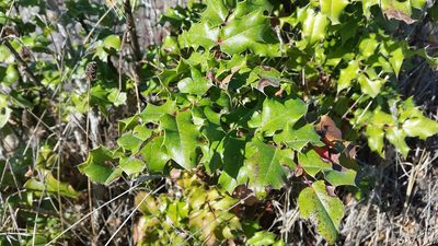 Berberis pinnata, photographed by Alex