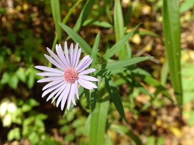Symphyotrichum praealtum, photographed by Thomas Koffel