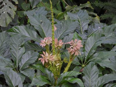 Oreopanax xalapensis, photographed by Grete Pasch