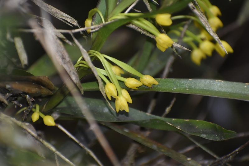Maxillaria alticola, photographed by DANIEL ALEJANDRO CHICA BOTERO