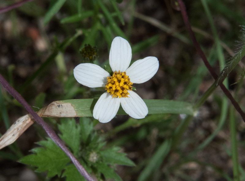 Bidens bigelovii, photographed by Don Loarie