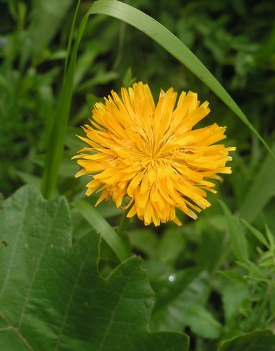 Hypochaeris ciliata, photographed by Oleg Kosterin