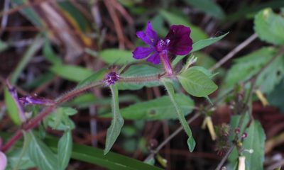 Cuphea aequipetala, photographed by Grete Pasch