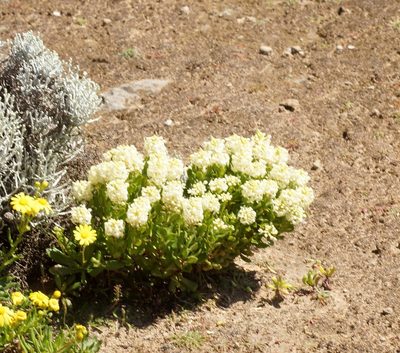 Stackhousia spathulata, photographed by Rod Lowther