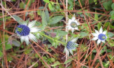 Eryngium carlinae, photographed by Grete Pasch