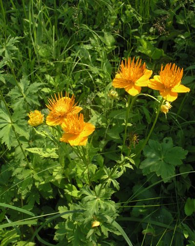Trollius chinensis, photographed by Oleg Kosterin