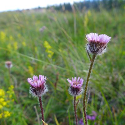 Erigeron borealis, photographed by John Hibbard
