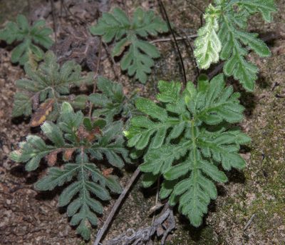Bommeria hispida, photographed by Don Loarie