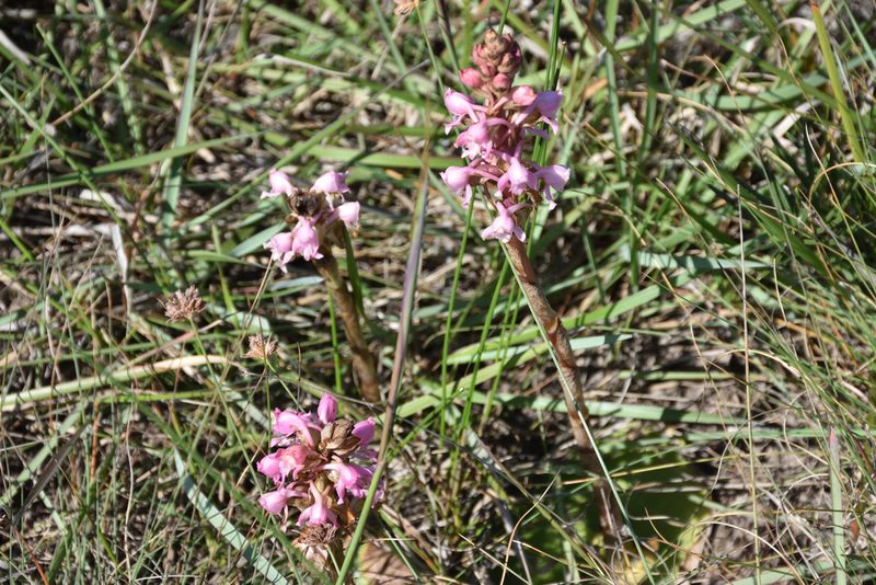 Satyrium membranaceum, photographed by Andrew Gillespie