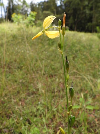 Echeandia formosa, photographed by Grete Pasch