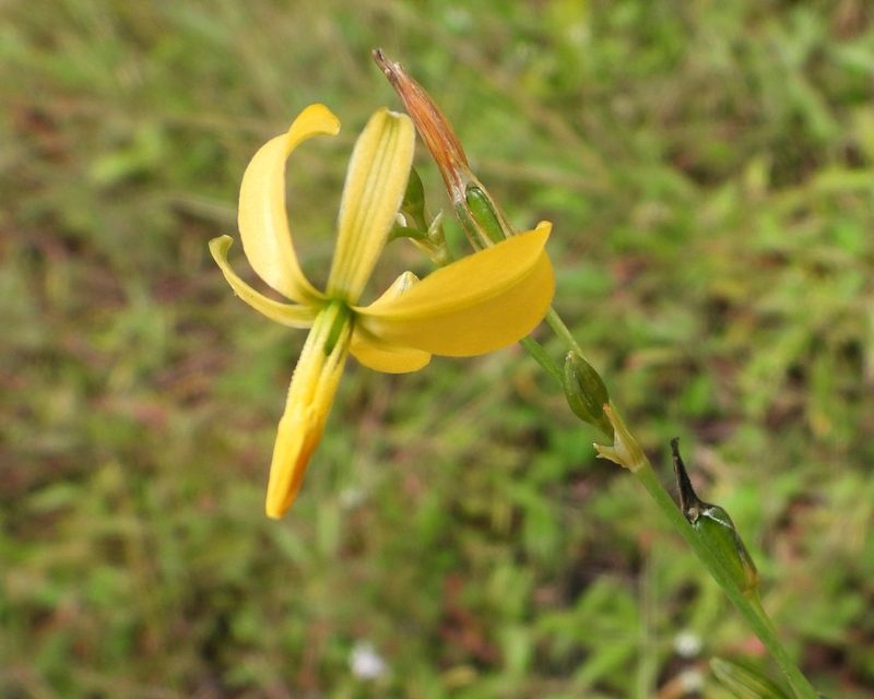 Echeandia formosa, photographed by Grete Pasch