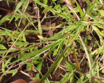 Echeandia formosa, photographed by Grete Pasch