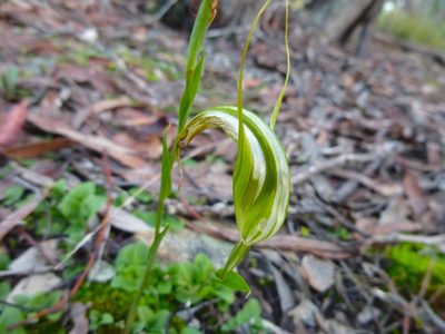Pterostylis ampliata, photographed by Kiri Bee
