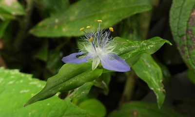 Elasis guatemalensis, photographed by Grete Pasch