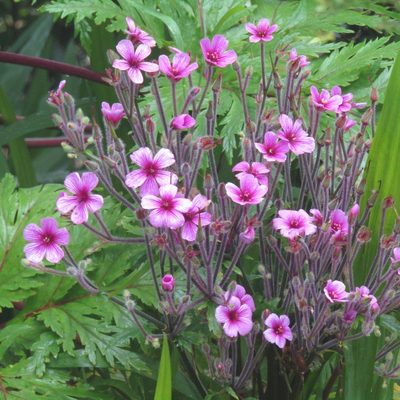 Geranium maderense, photographed by wild_wind