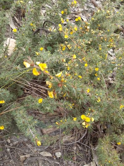 Pultenaea involucrata, photographed by insiderelic