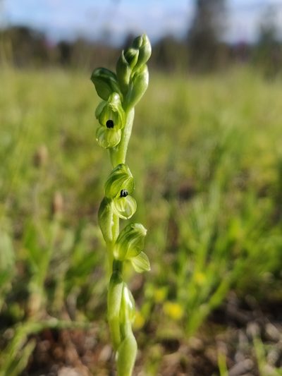 Pterostylis bicolor, photographed by Donald Hobern