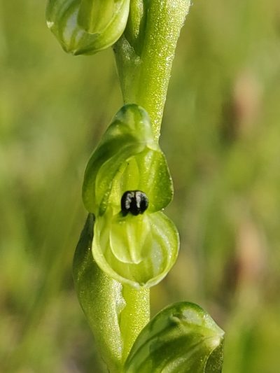 Pterostylis bicolor, photographed by Donald Hobern