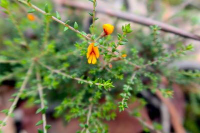 Pultenaea gunnii, photographed by Kiri Bee