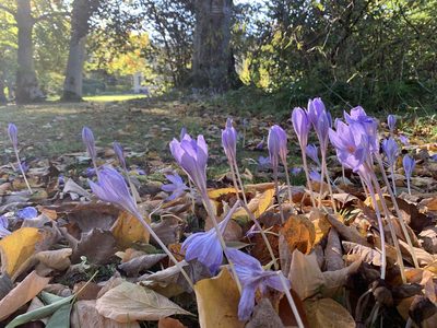 Crocus speciosus, photographed by Peter Desmet